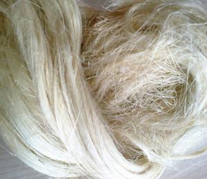 China Gypsum material 100% rubber fibre natural raw bleached textile uv ug grade sisal fiber price on sale