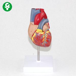 Medical Sciences Education Adult Heart Anatomy Model Visceral Teaching