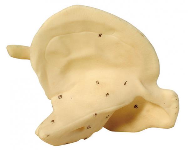 Quality Temporal bone human anatomical model for first aid course training for sale