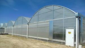  Hot Dipped Galvanized Steel Multi Tunnel Greenhouse Plastic Tomato Greenhouse OEM ODM Manufactures