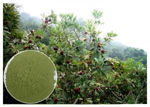 China Anti-diabetic anti-oxidation myricetin Bayberry Bark Extract on sale