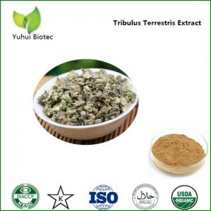 China tribulus extract,tribulus terrestris extract powder,tribulus terrestris 90% saponins on sale