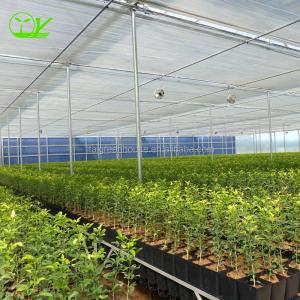China Large Transparent Plastic Film Multi-Span Greenhouse Grow Tent Transparent and Durable on sale