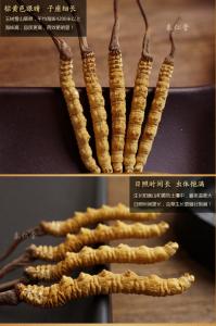  Cordyceps sinensis，Chinese caterpillar fungus，winterworm summerherb Manufactures